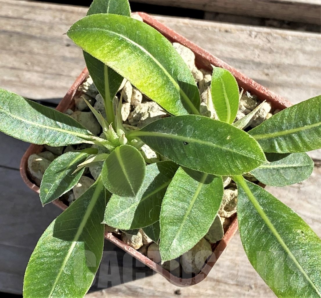 SHPR13863 Pachypodium eburneum, 2 plants - Imagen 2