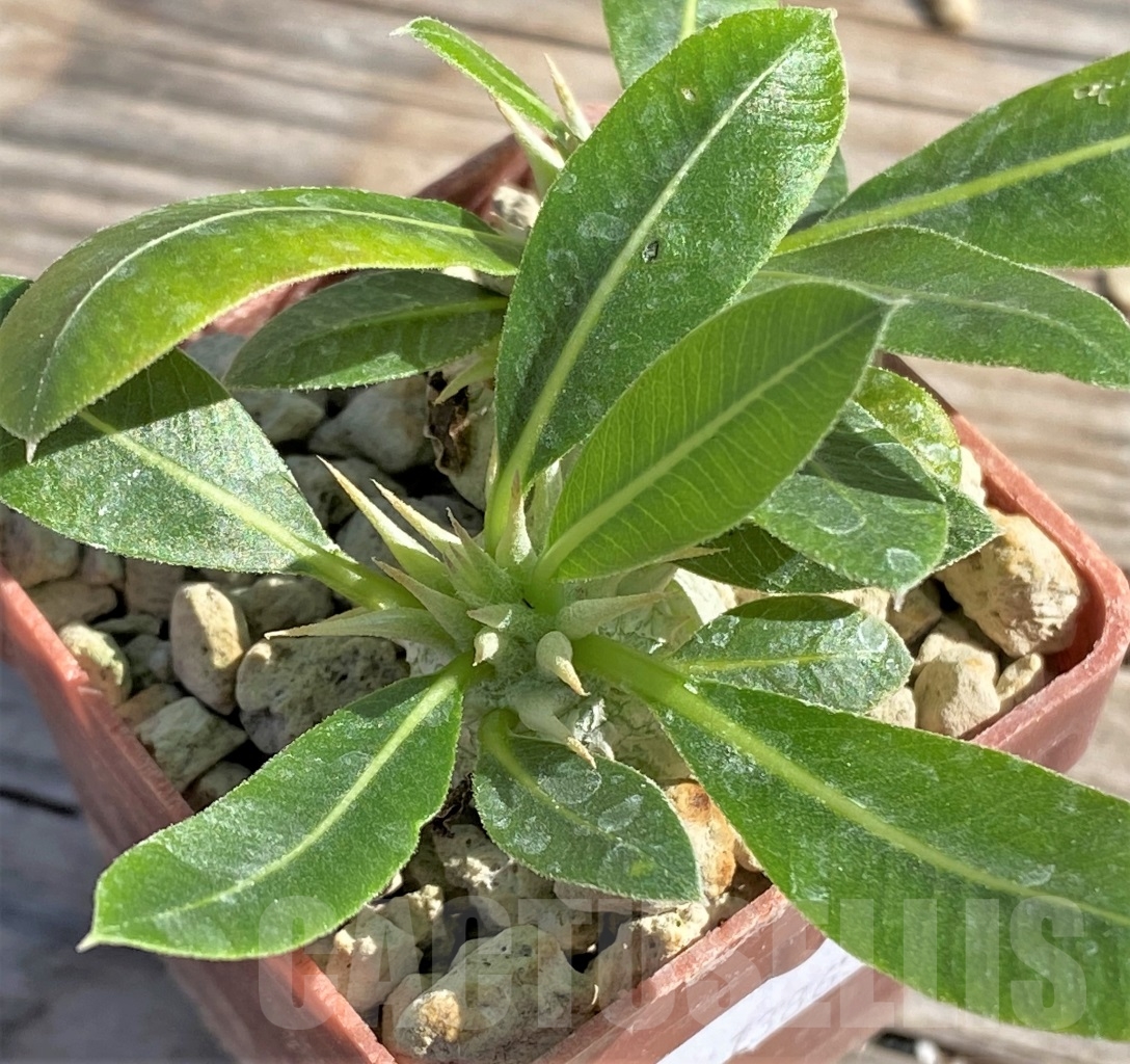 SHPR13863 Pachypodium eburneum, 2 plants - Imagen 3