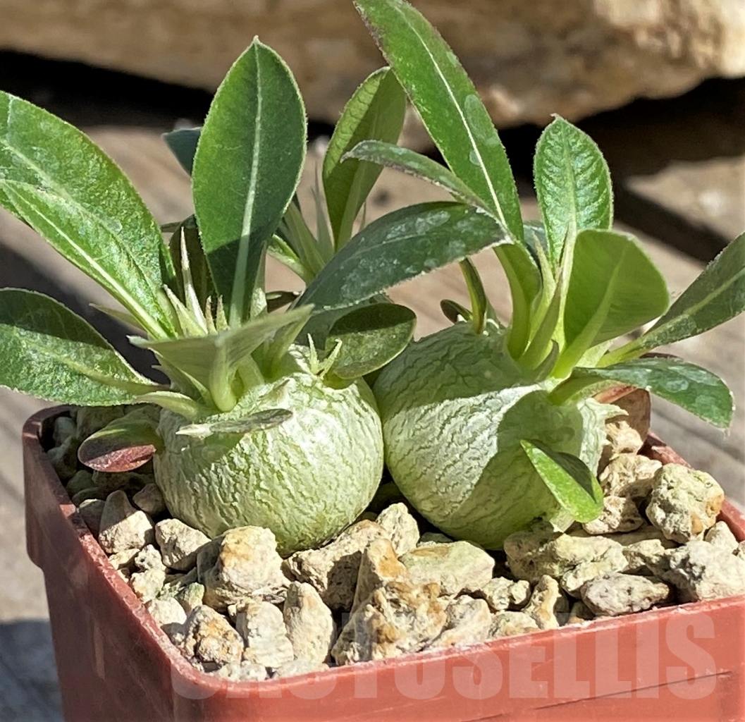 SHPR13864 Pachypodium eburneum, 3 plants