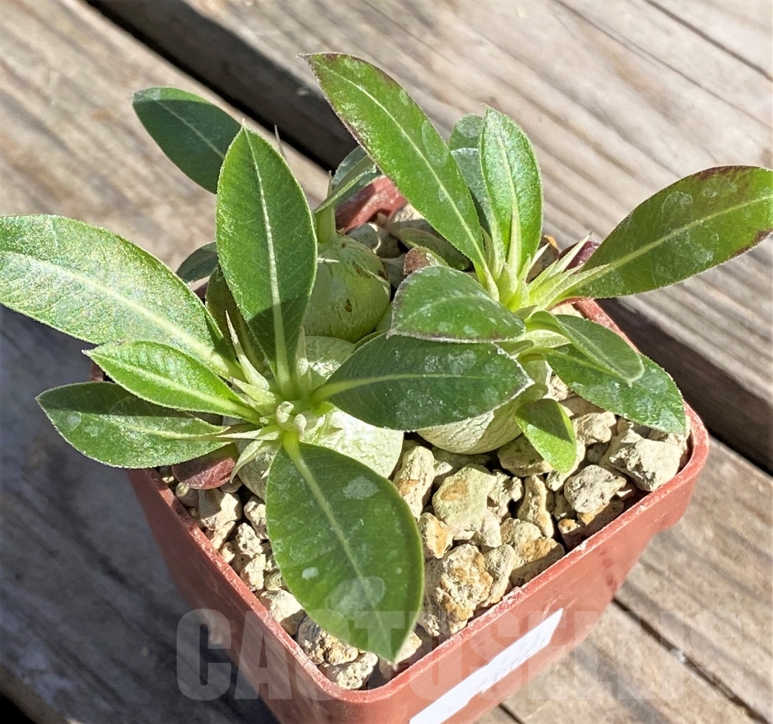 SHPR13864 Pachypodium eburneum, 3 plants - Obrázek 2