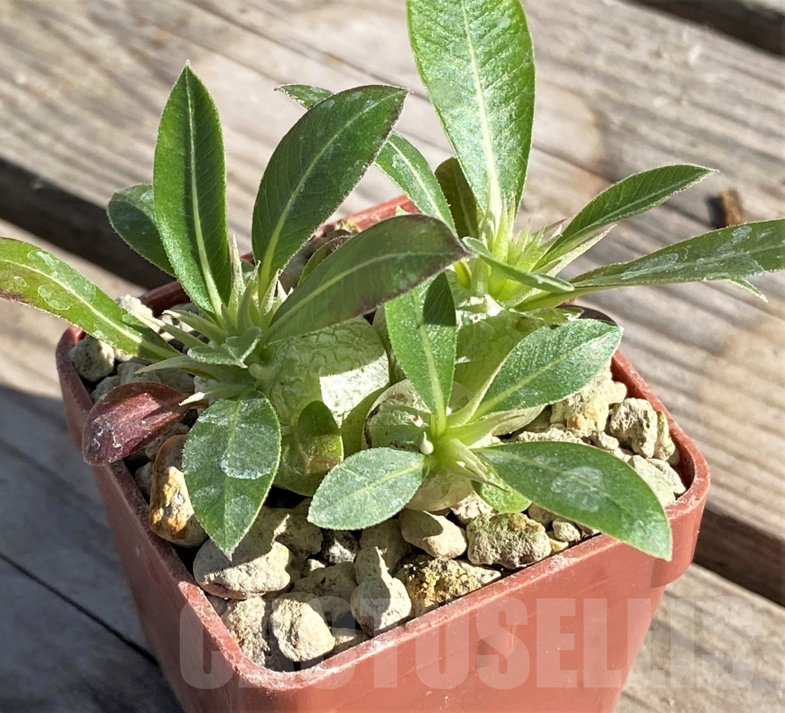 SHPR13864 Pachypodium eburneum, 3 plants - Obrázek 3