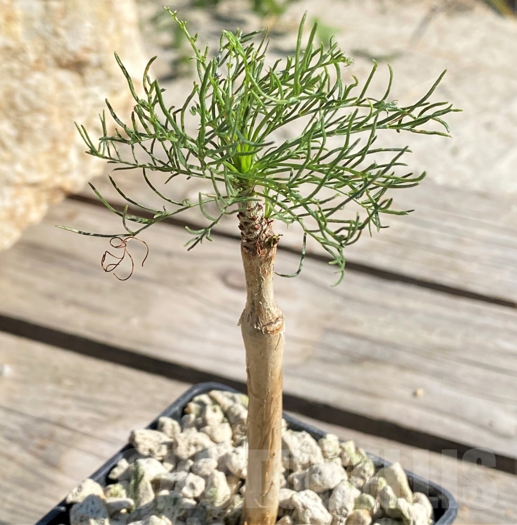 SHPR13865 Commiphora kraeuseliana - Obrázek 2
