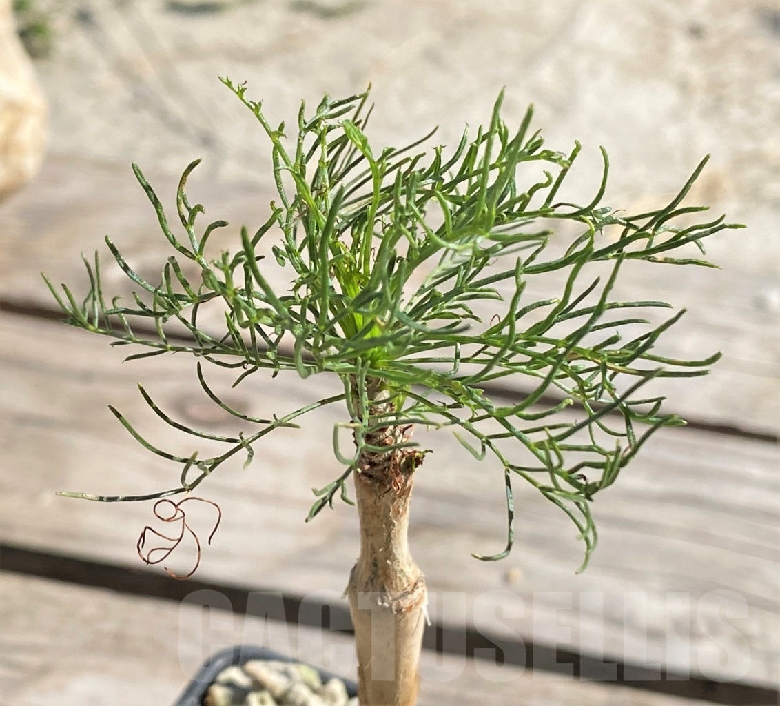 SHPR13865 Commiphora kraeuseliana