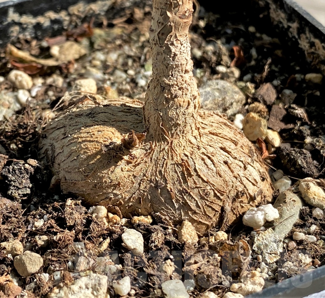 SHPR13866 Ficus arnottiana - Obrázek 2