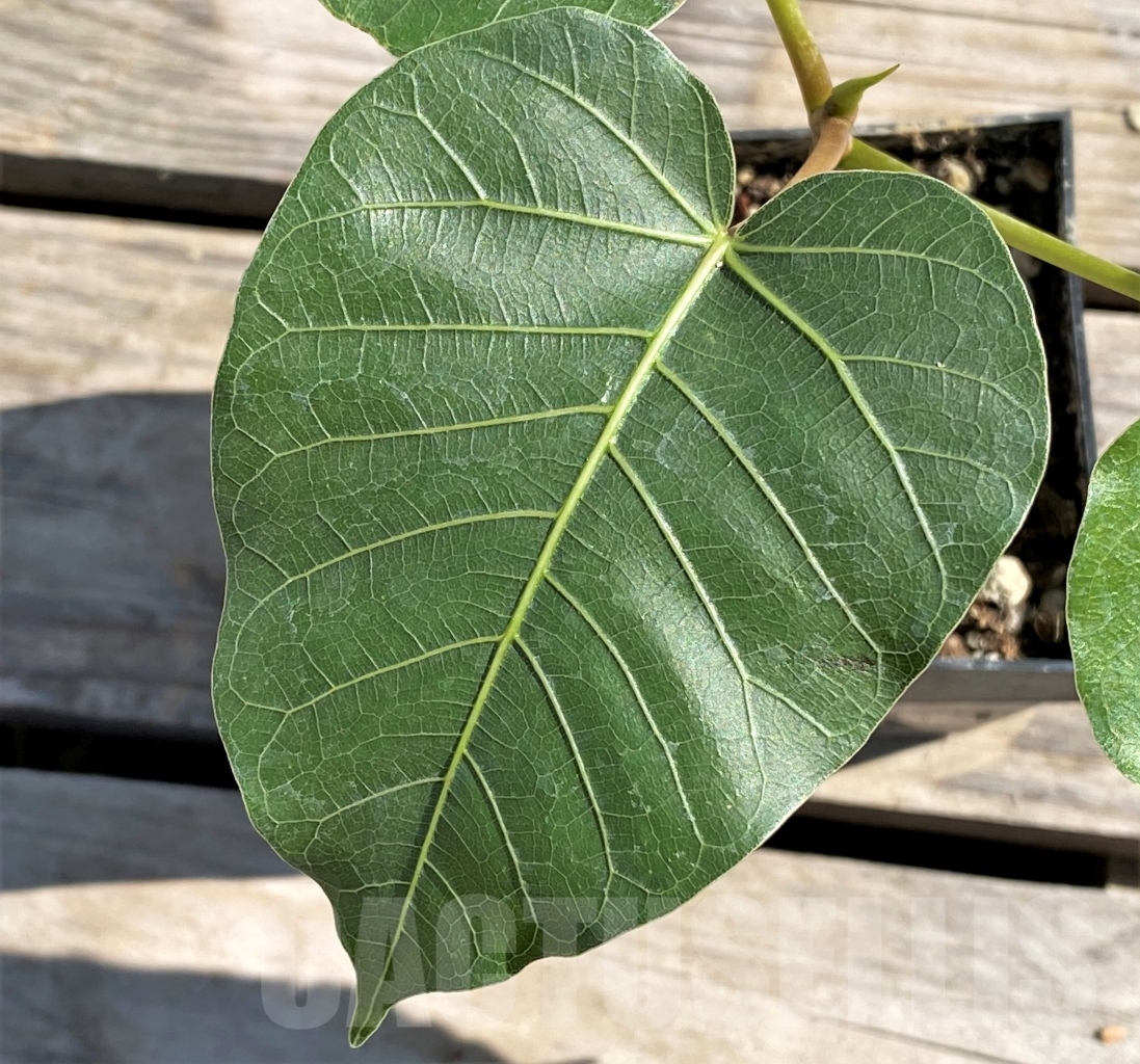 SHPR13866 Ficus arnottiana