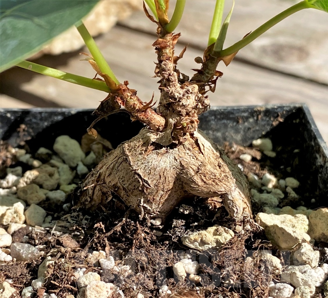 SHPR13867 Ficus arnottiana