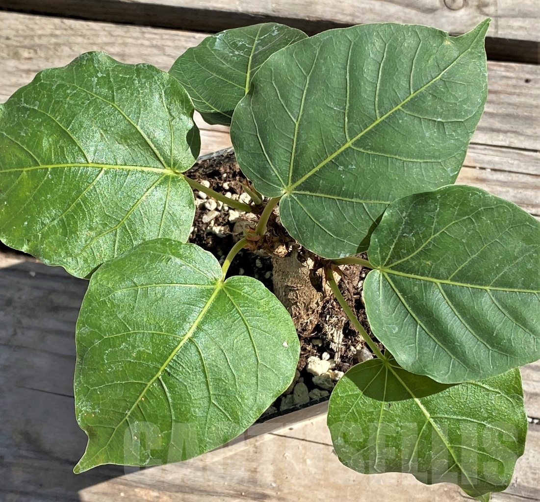 SHPR13867 Ficus arnottiana - 画像 (2)