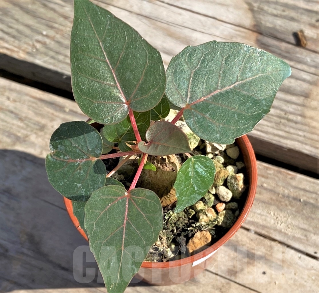 SHPR13868 Ficus petiolaris - 画像 (2)