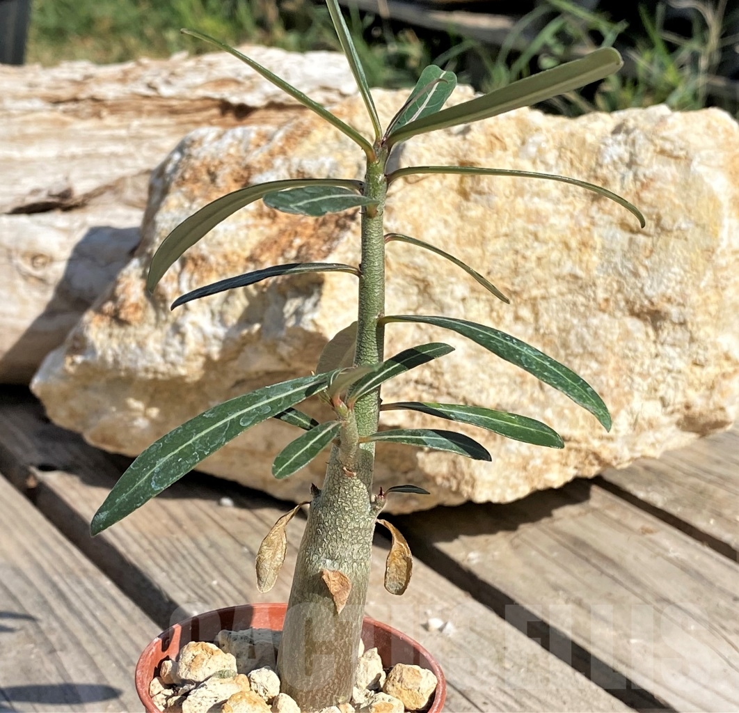 SHPR13869 Adenium somalense v. nova - 画像 (2)