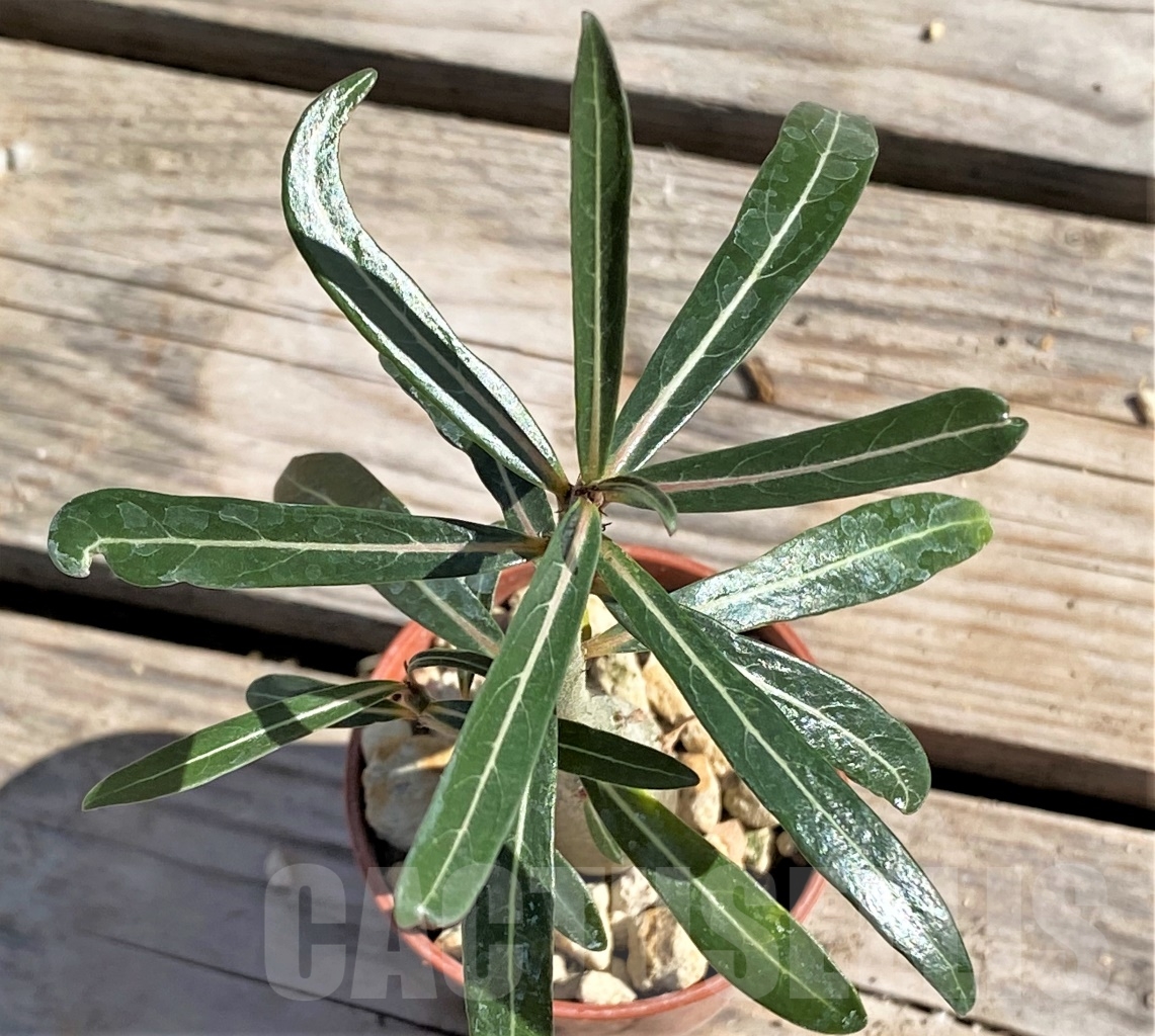 SHPR13869 Adenium somalense v. nova