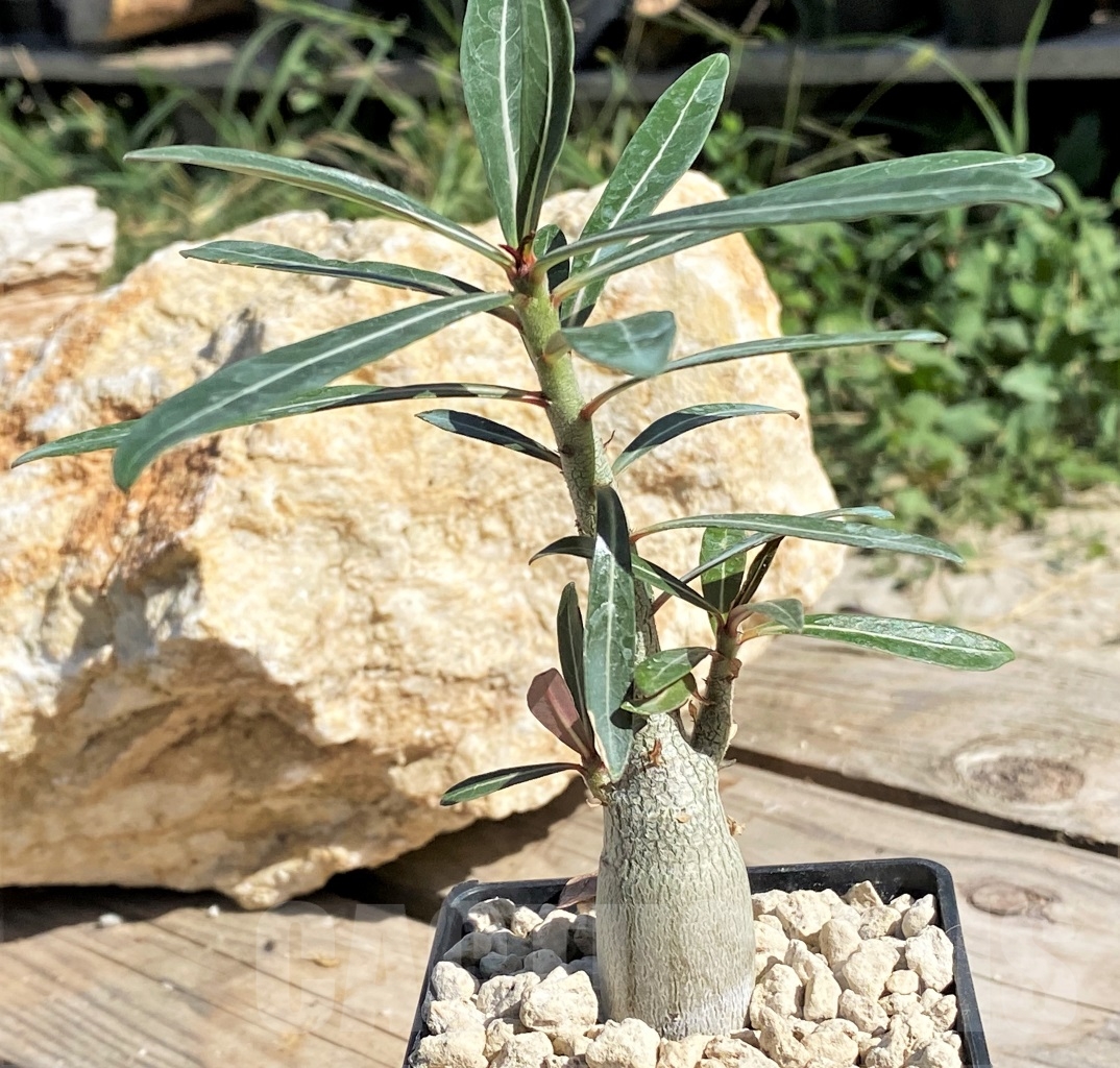 SHPR13871 Adenium somalense v. nova - Image 2