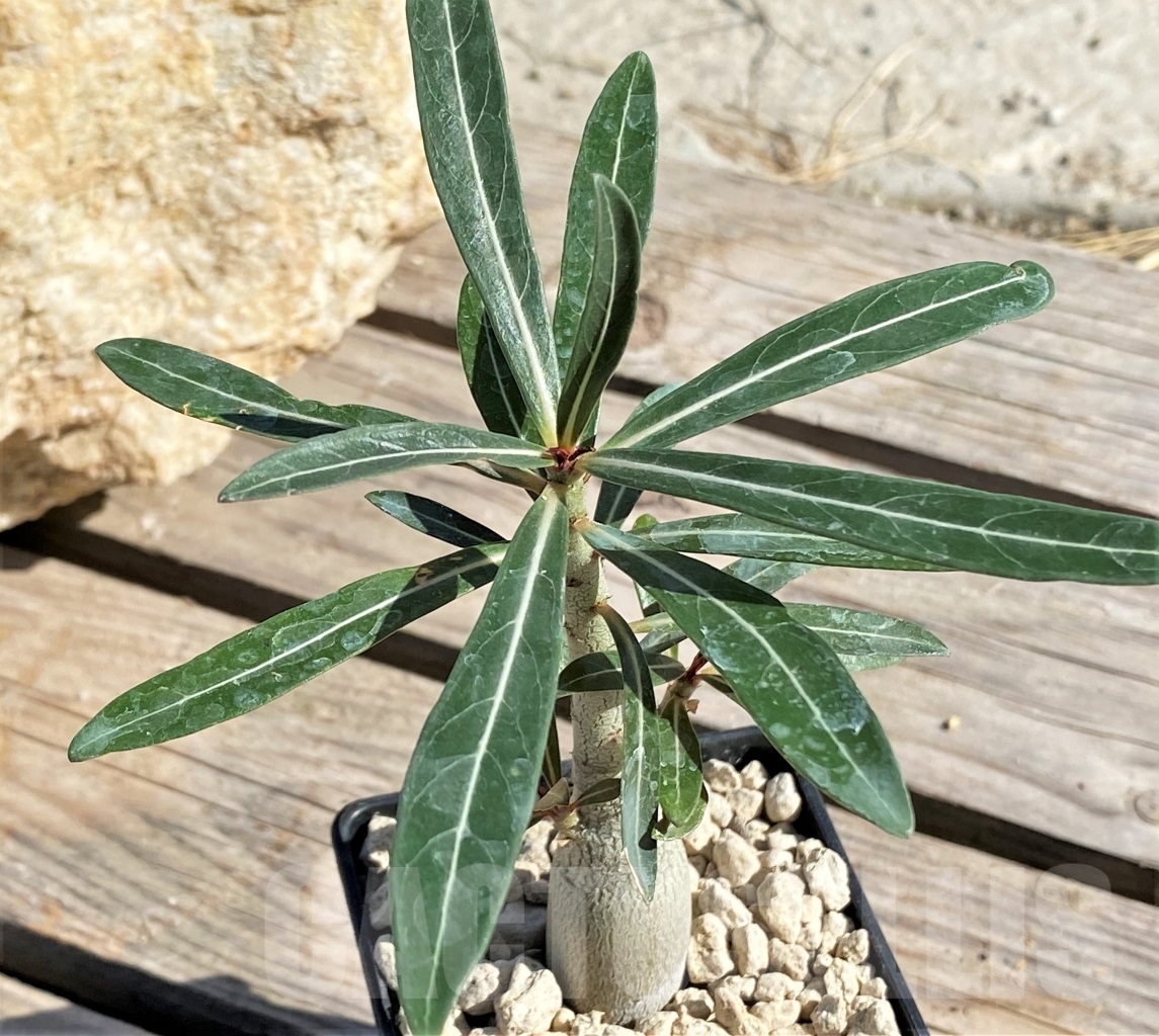 SHPR13871 Adenium somalense v. nova