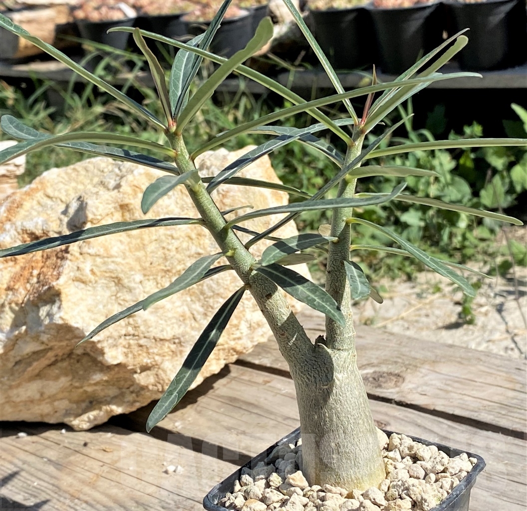 SHPR13872 Adenium somalense v. nova – Image 2