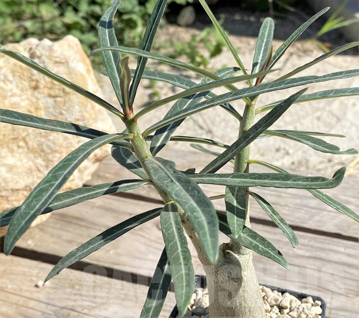 SHPR13872 Adenium somalense v. nova