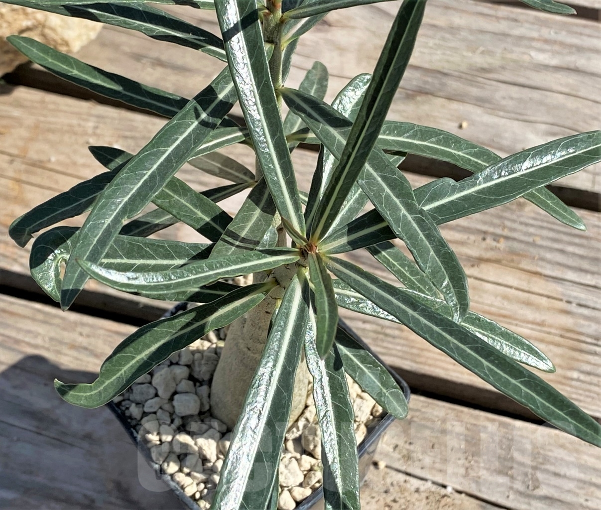 SHPR13872 Adenium somalense v. nova – Image 3