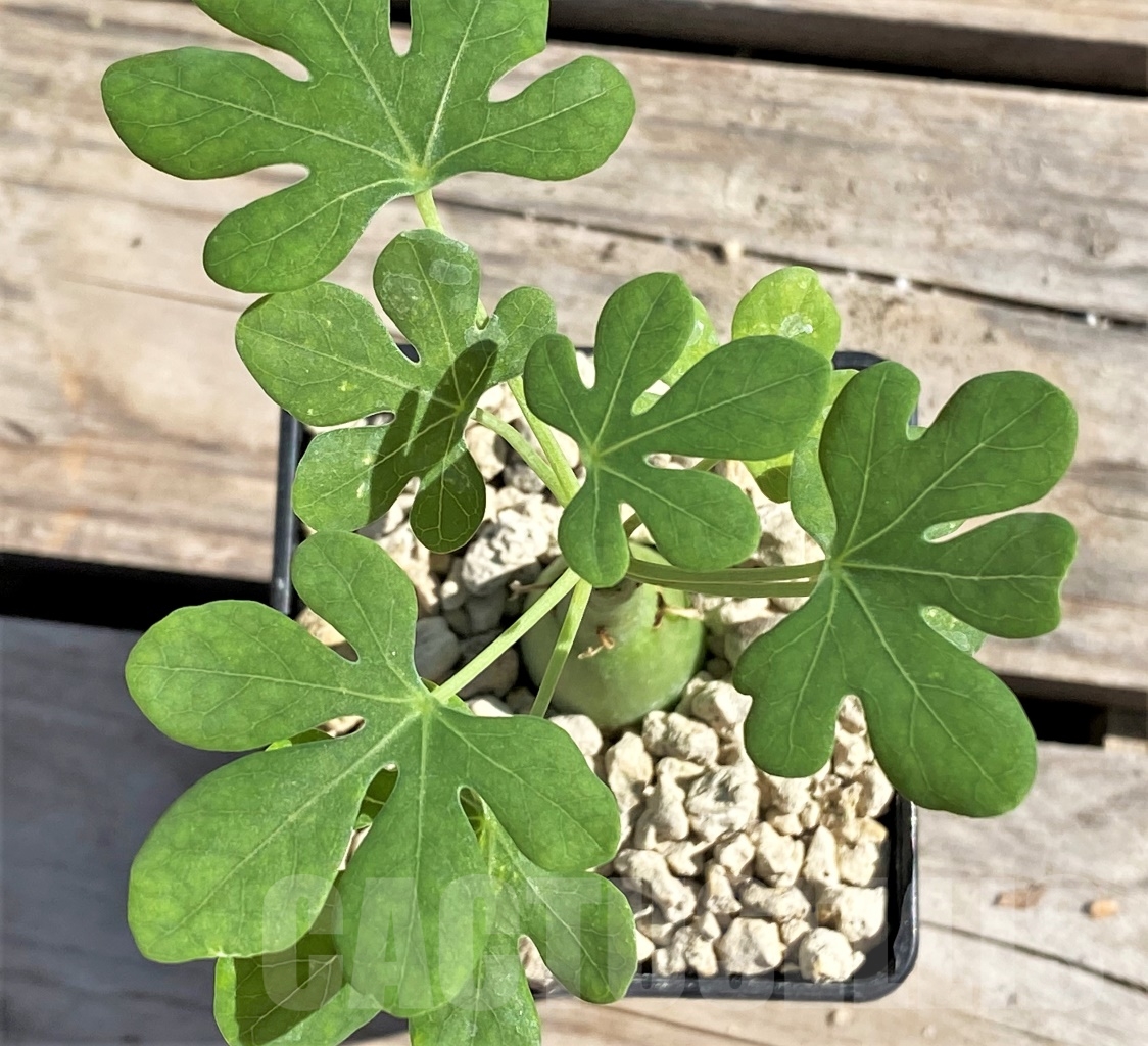 SHPR13873 Adenia glauca – Image 2