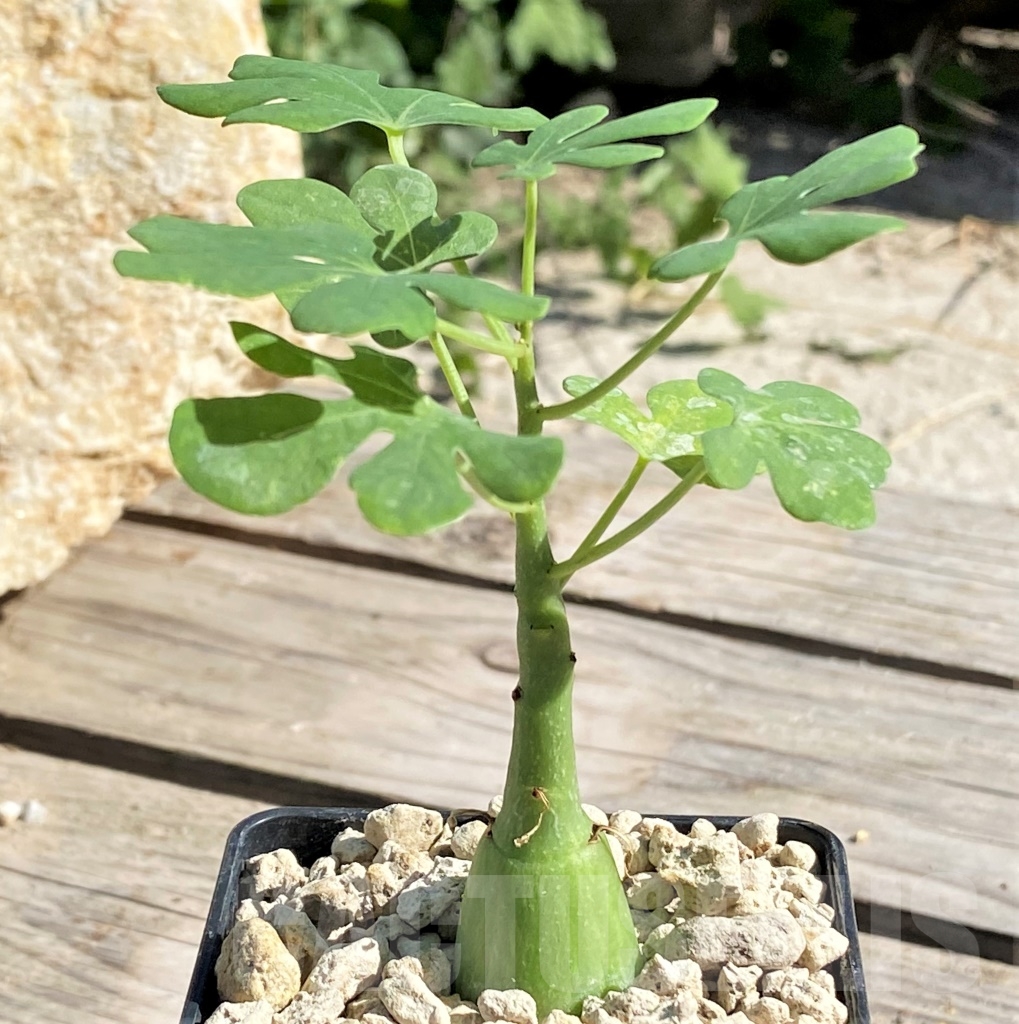SHPR13873 Adenia glauca