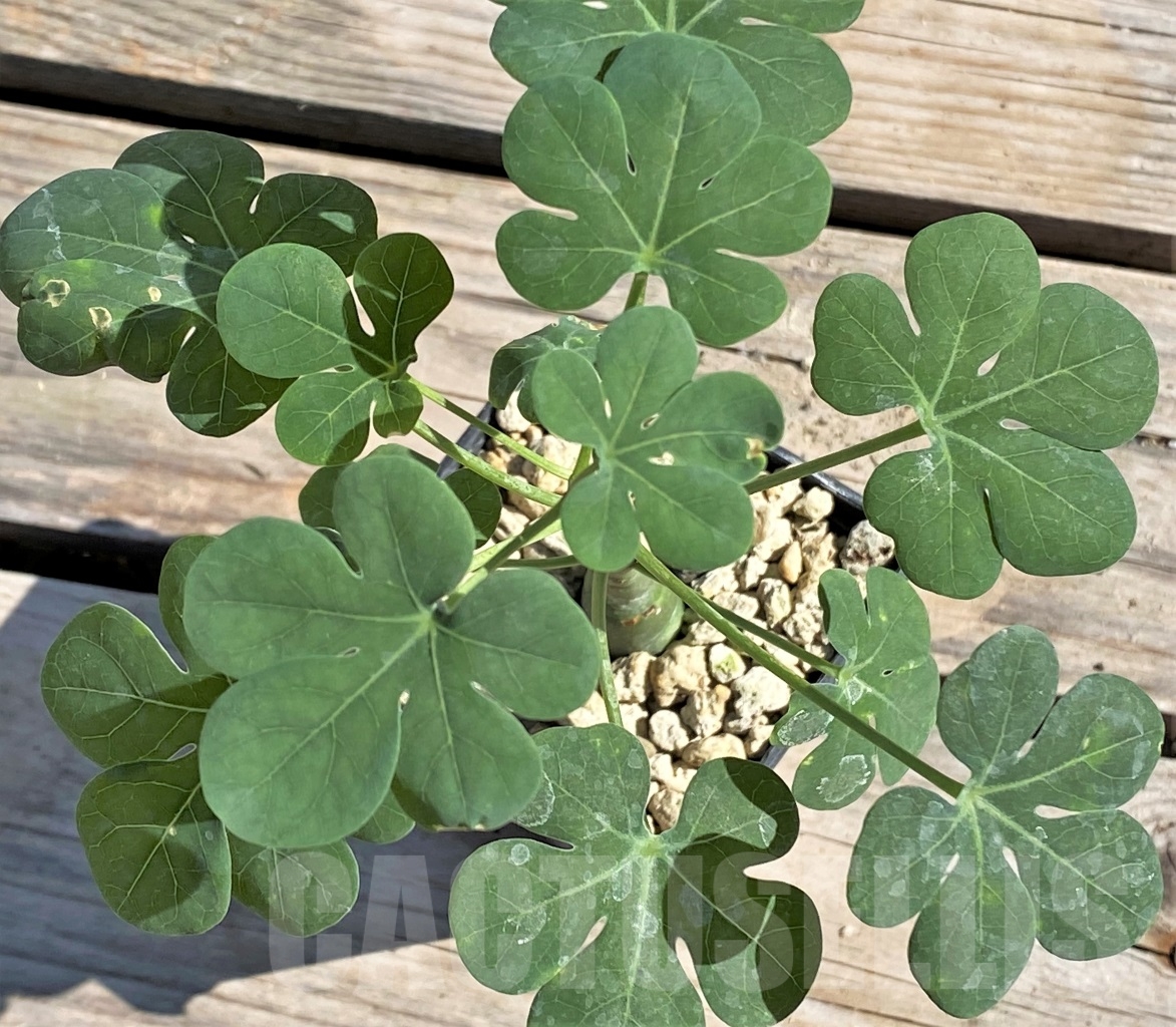 SHPR13874 Adenia glauca - Image 3