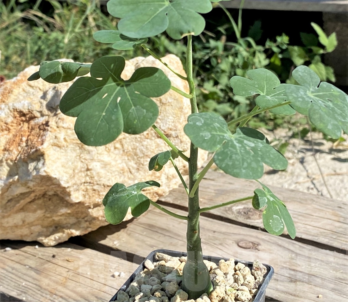 SHPR13874 Adenia glauca - Image 2