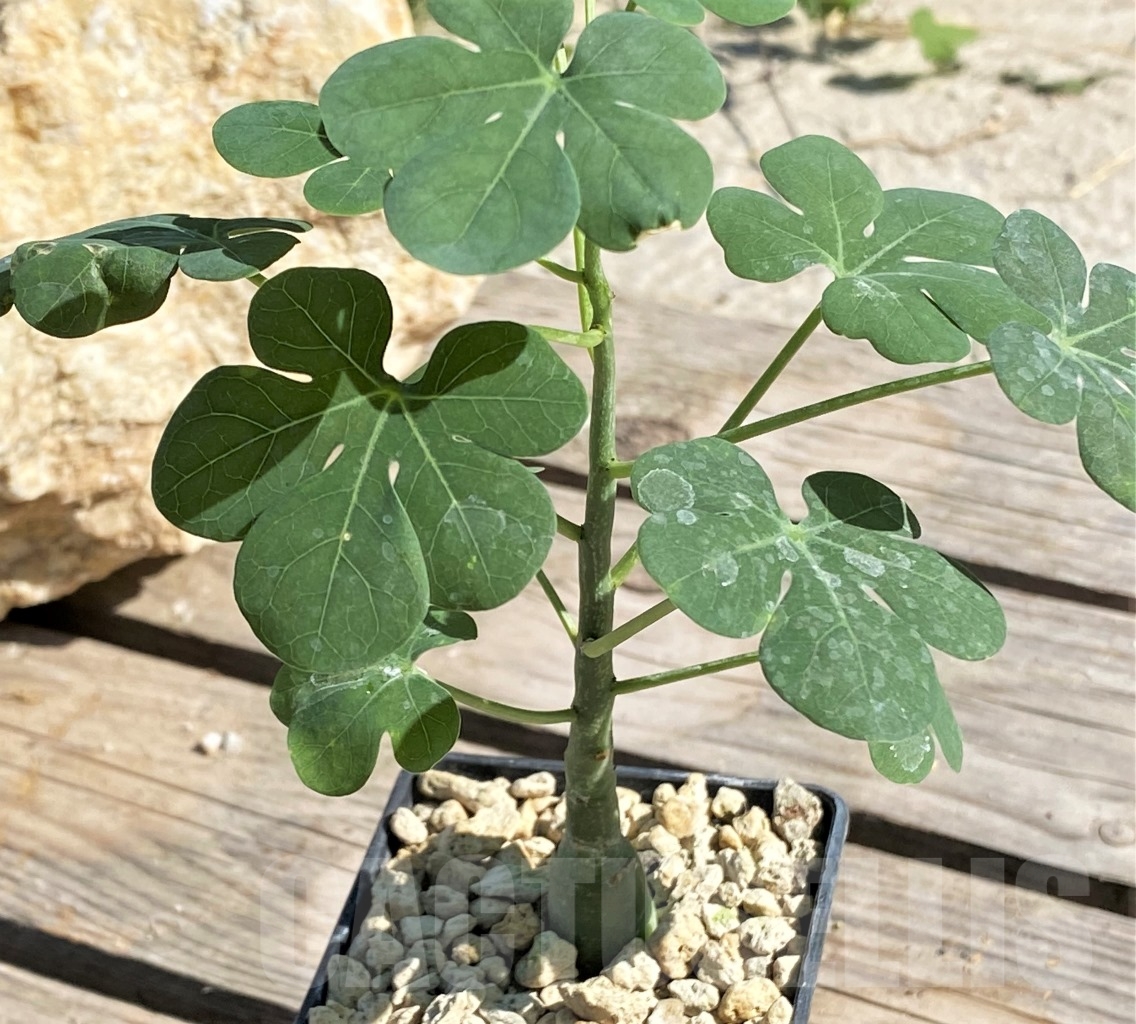 SHPR13874 Adenia glauca