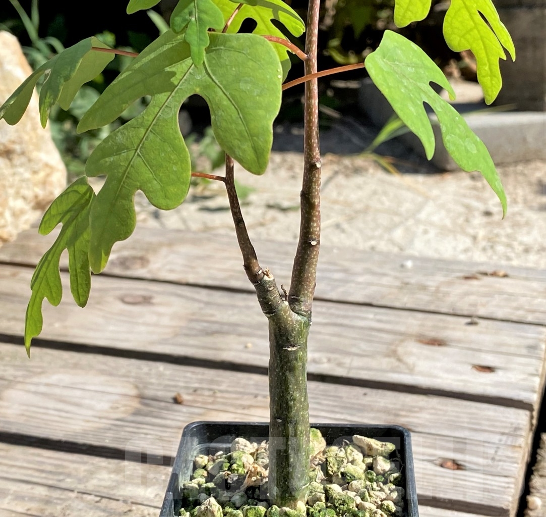 SHPR13875 Adenia olaboensis