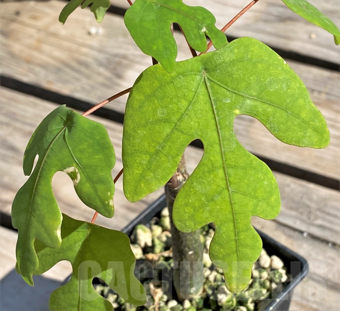 SHPR13875 Adenia olaboensis - Image 2