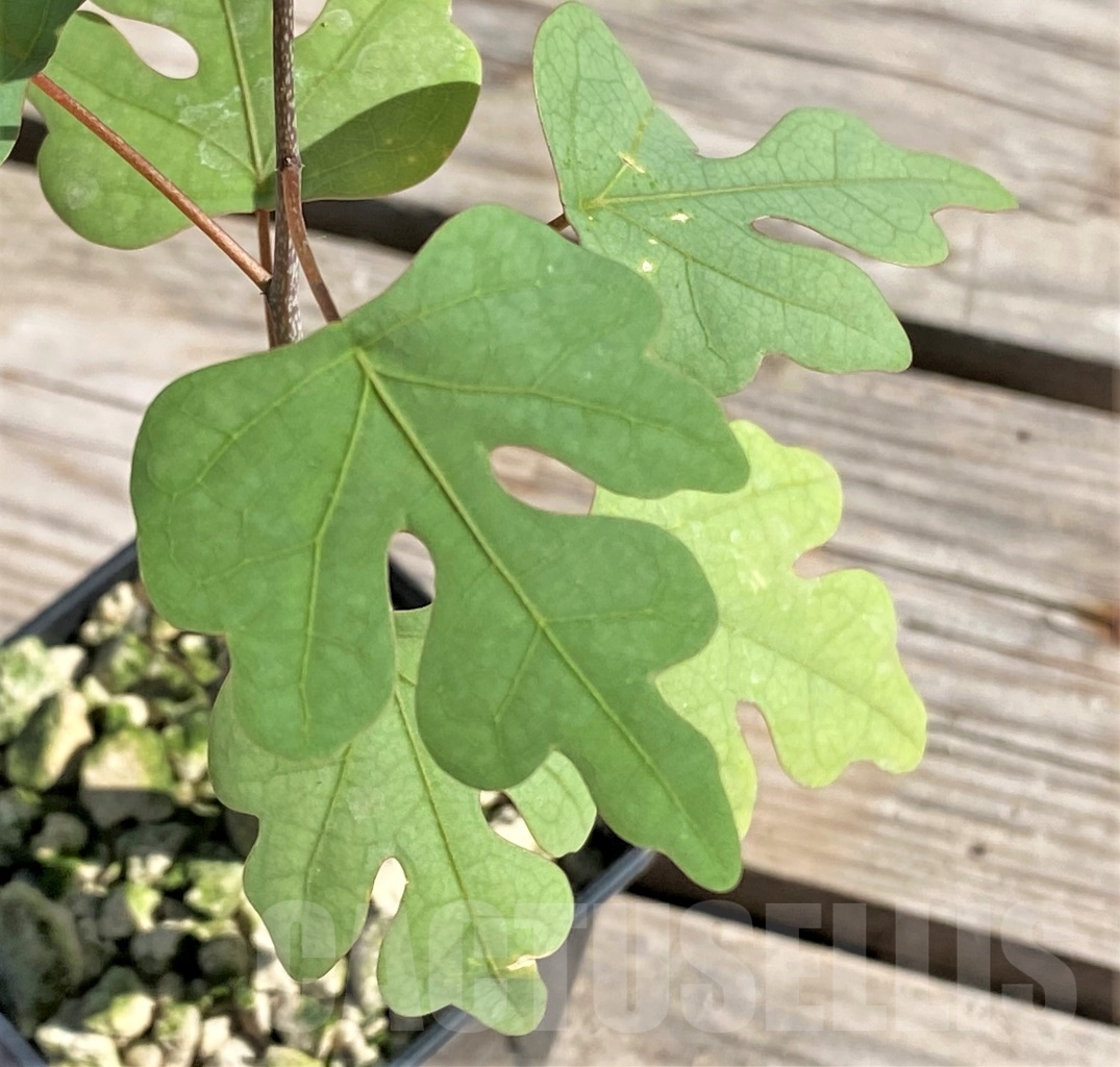 SHPR13876 Adenia olaboensis