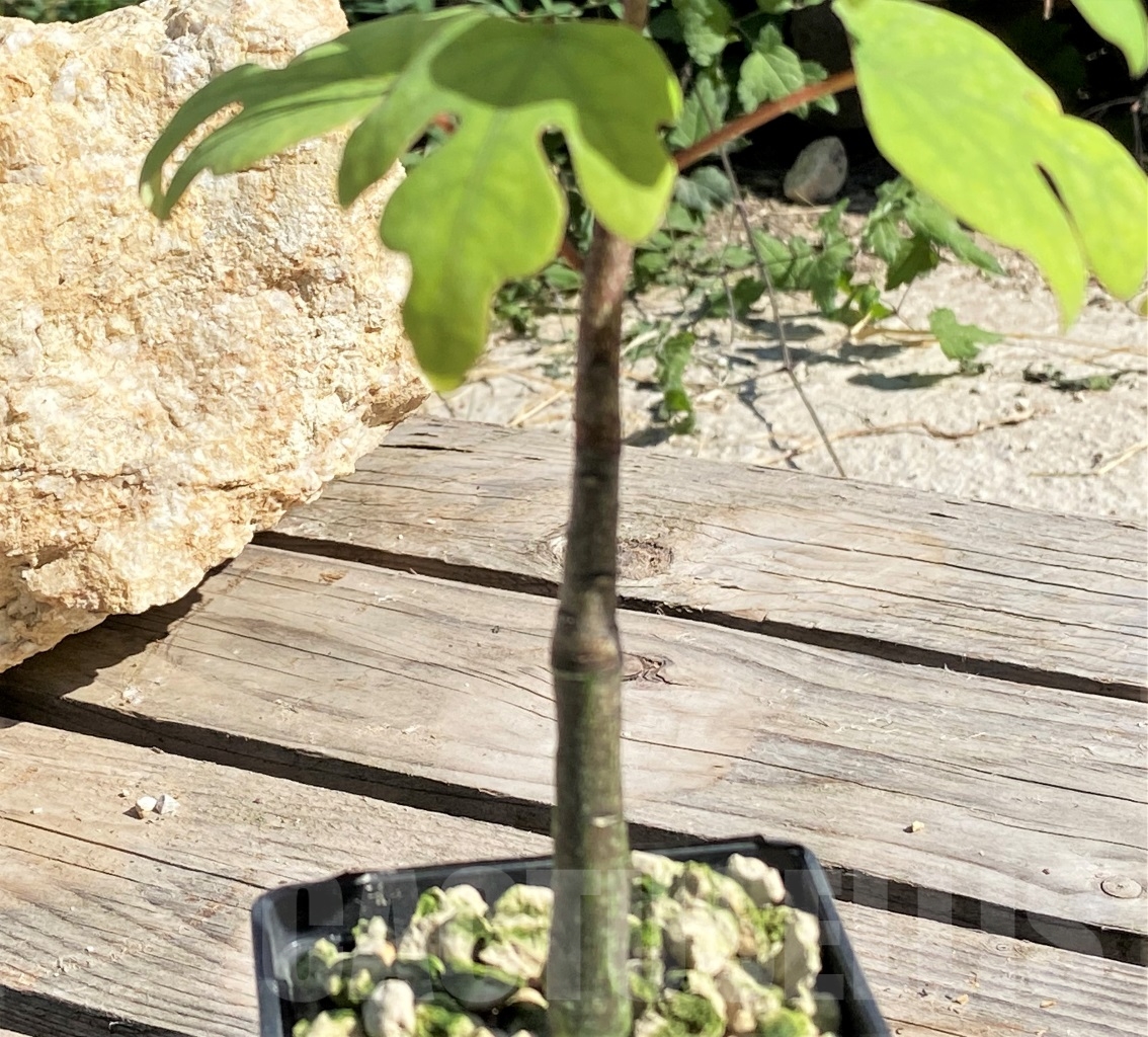 SHPR13877 Adenia olaboensis - Image 2