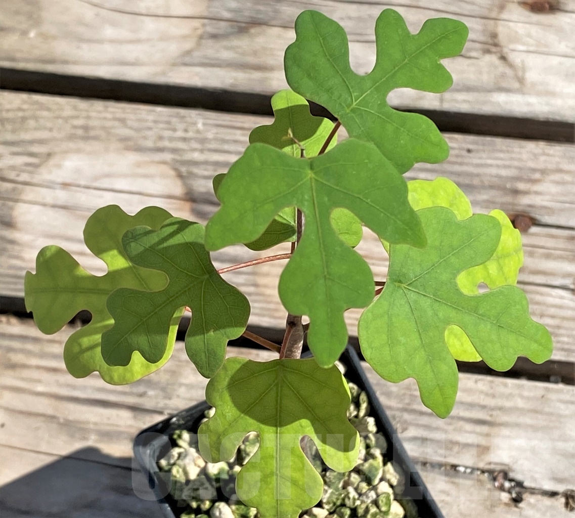 SHPR13877 Adenia olaboensis