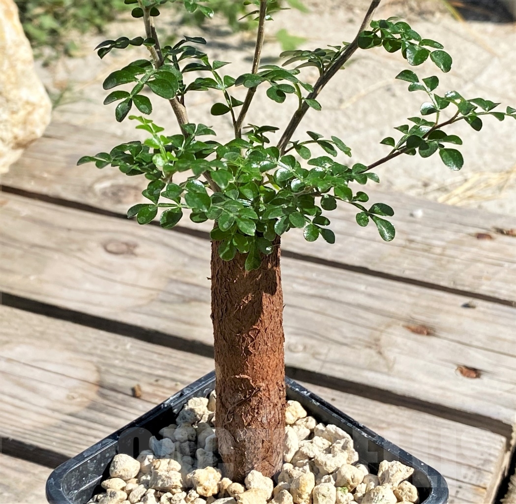 SHPR13879 Operculicarya decaryi