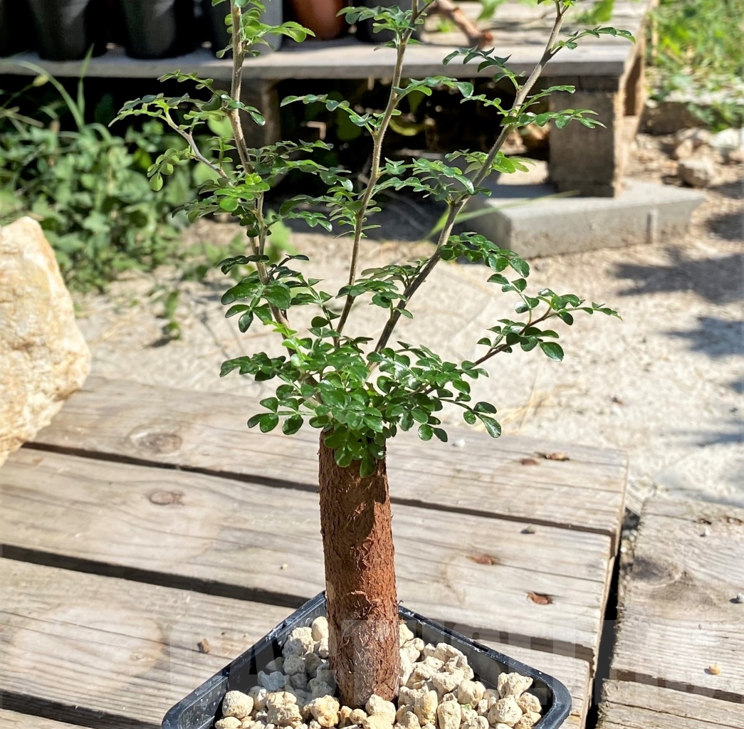 SHPR13879 Operculicarya decaryi - Зображення 2