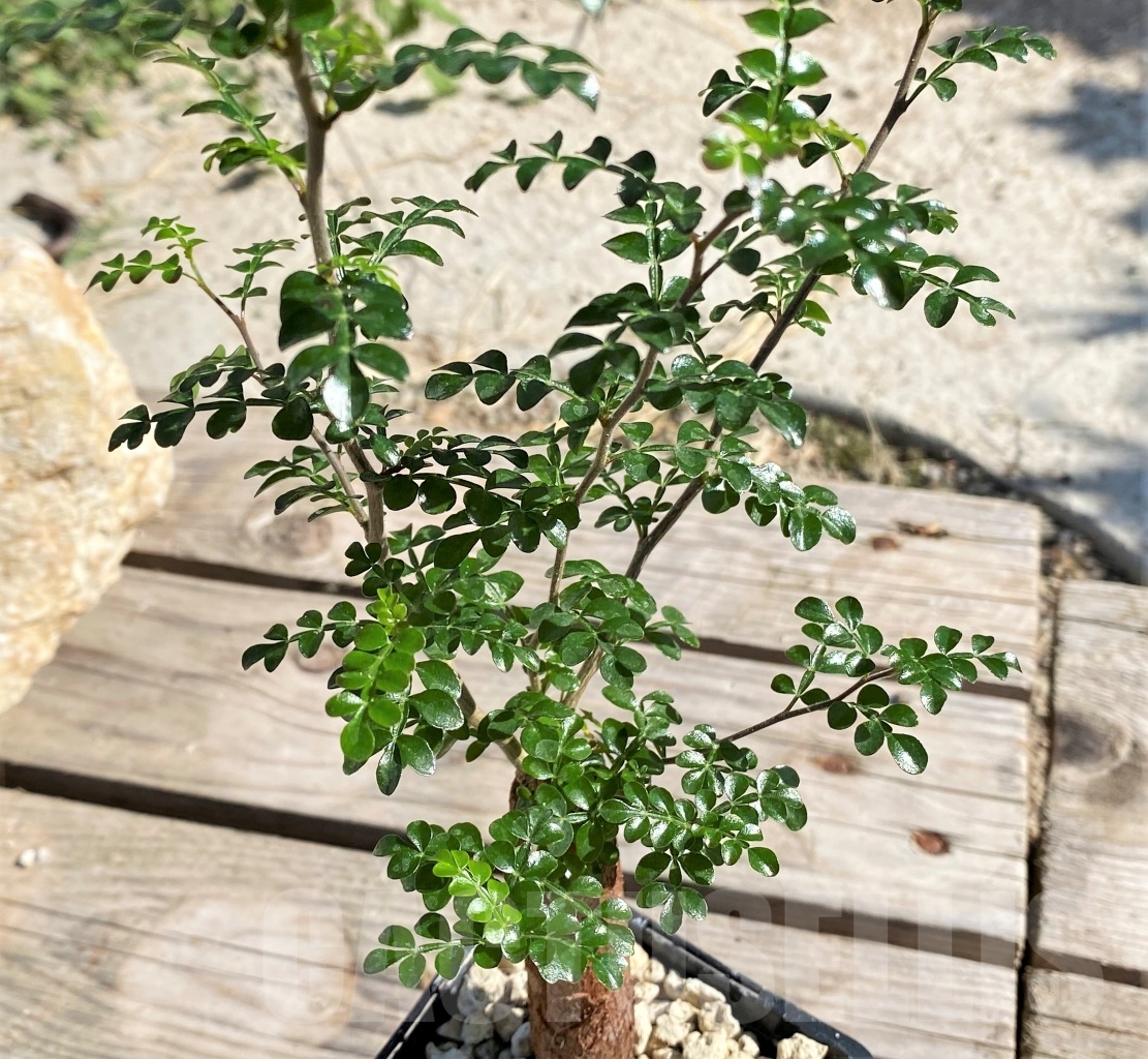 SHPR13879 Operculicarya decaryi - Зображення 3