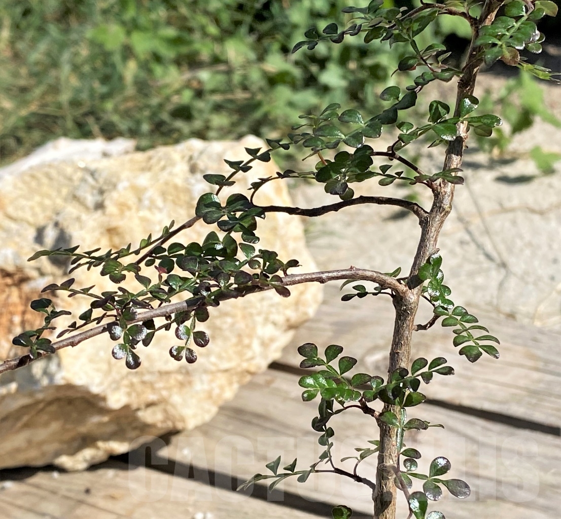 SHPR13881 Operculicarya decaryi