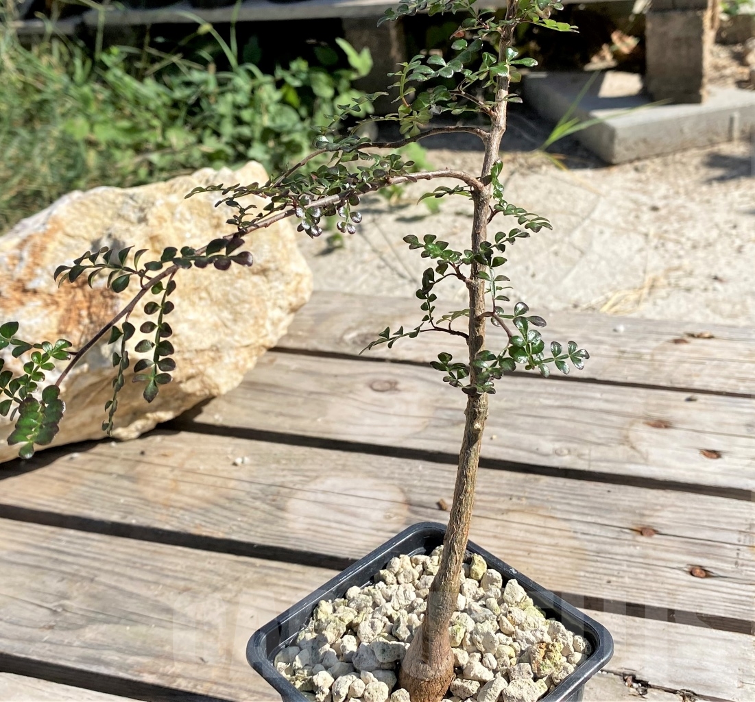 SHPR13881 Operculicarya decaryi - Image 2