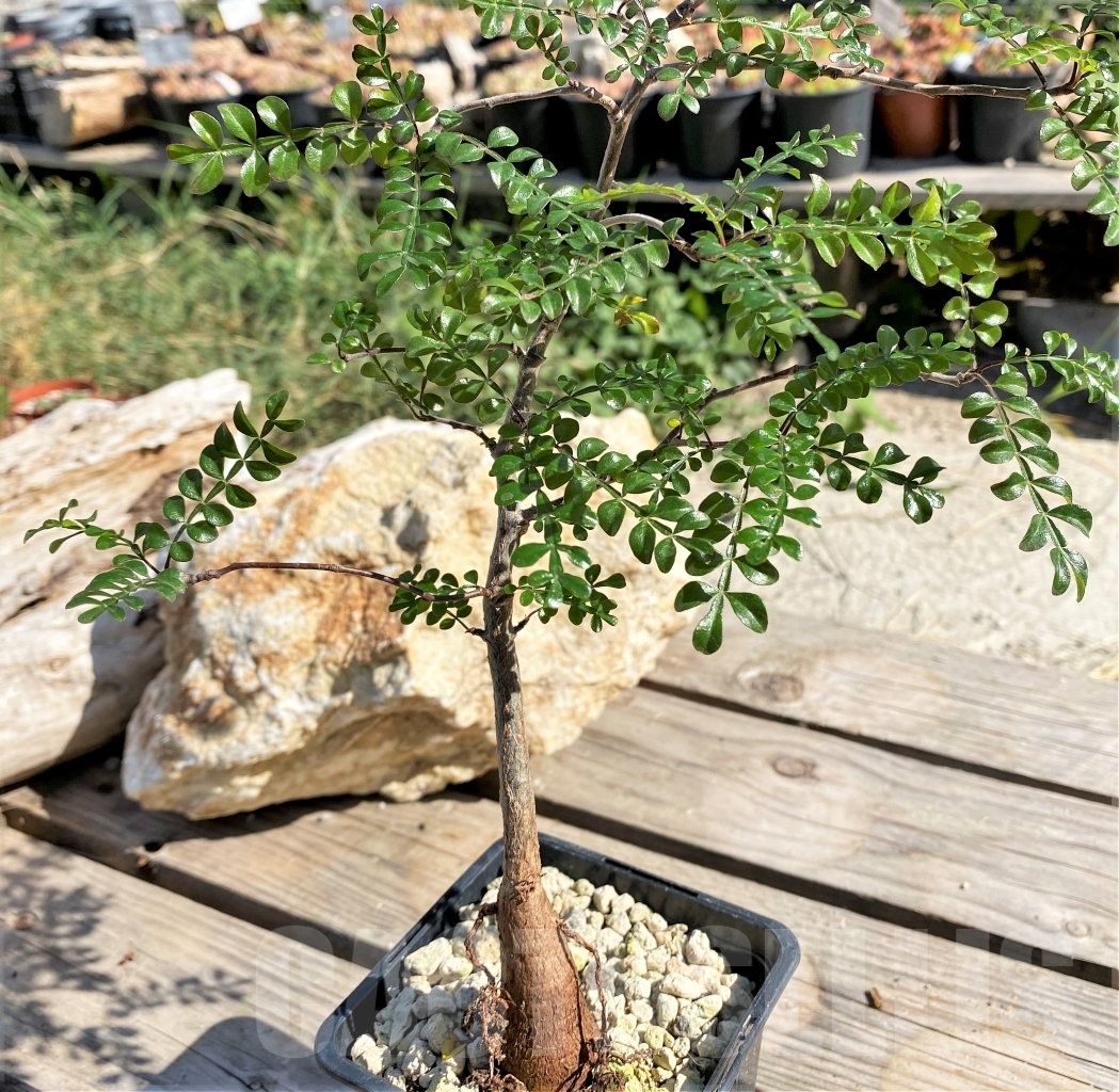 SHPR13883 Operculicarya decaryi