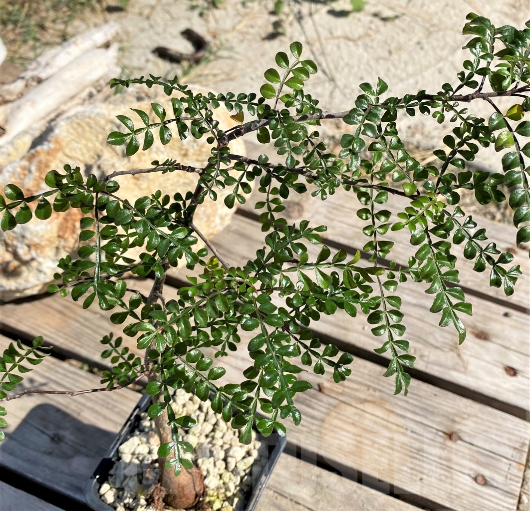 SHPR13883 Operculicarya decaryi - Зображення 2