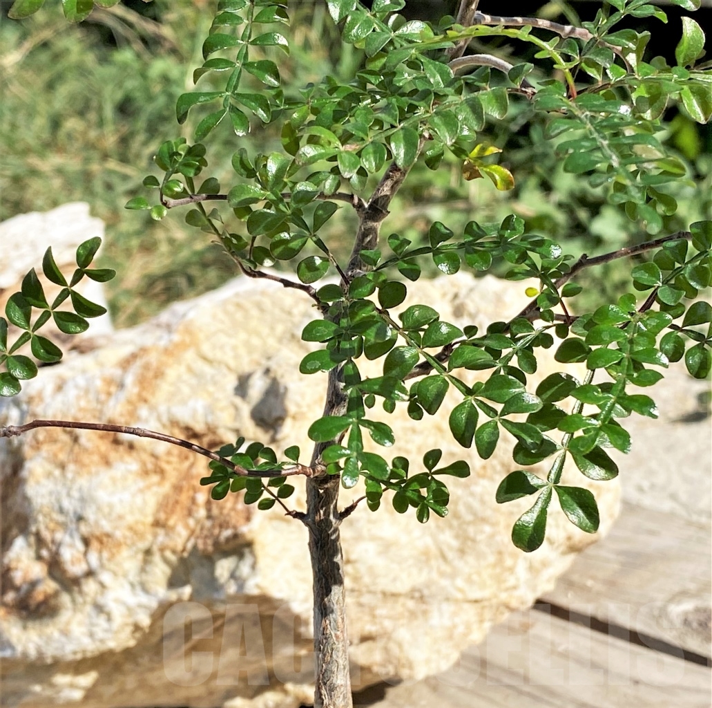 SHPR13883 Operculicarya decaryi - Зображення 3