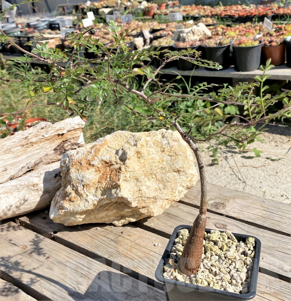 SHPR13884 Operculicarya decaryi - Image 2