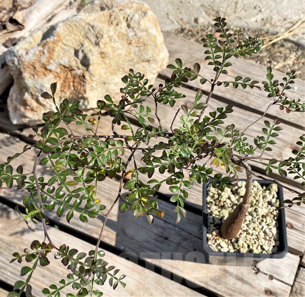 SHPR13884 Operculicarya decaryi - Image 3