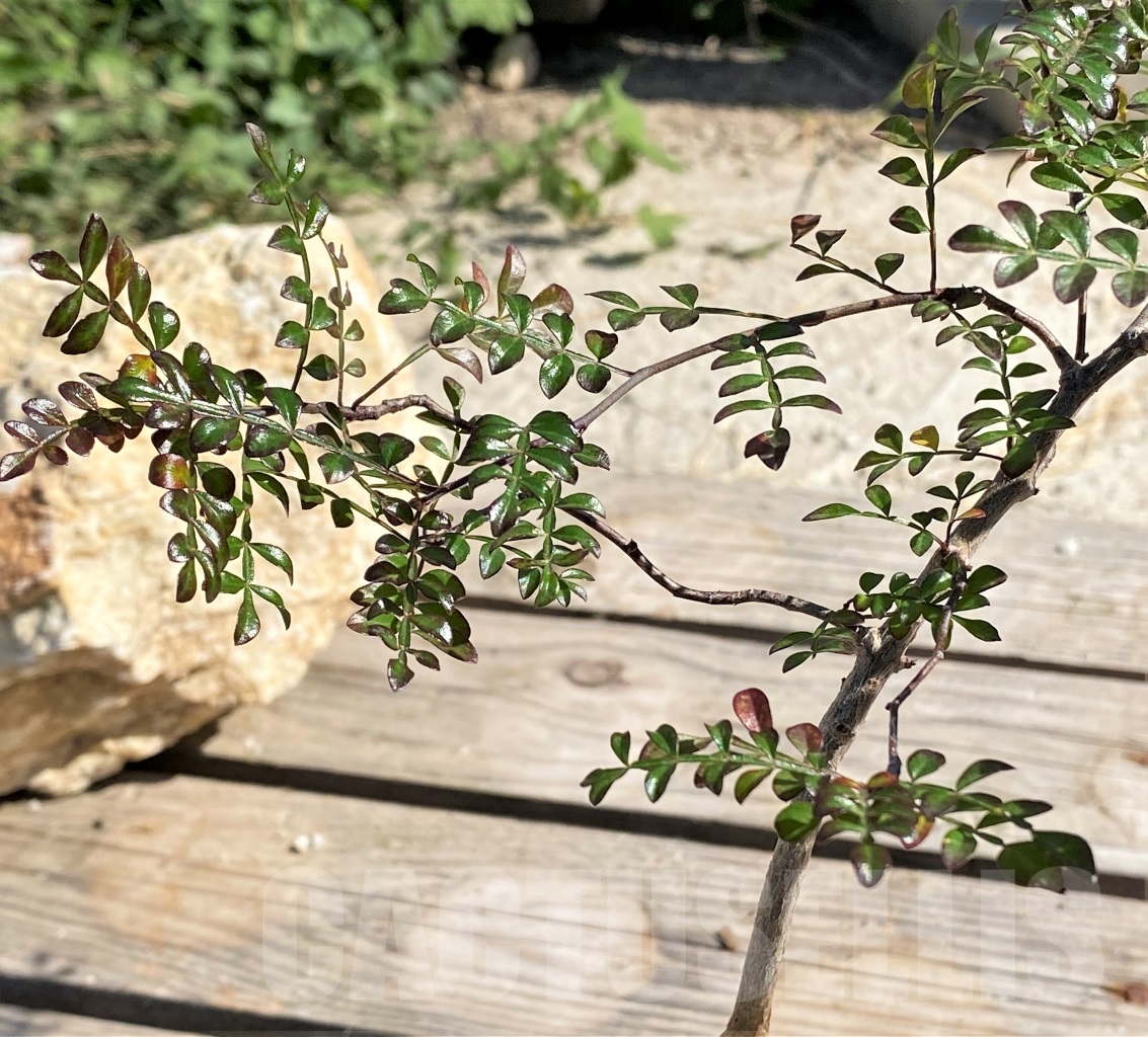 SHPR13884 Operculicarya decaryi