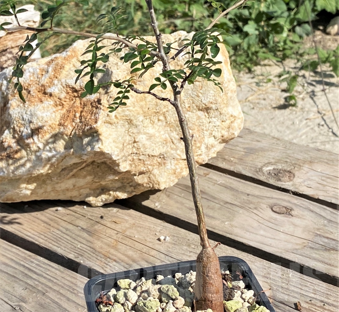 SHPR13885 Operculicarya decaryi - immagine 2