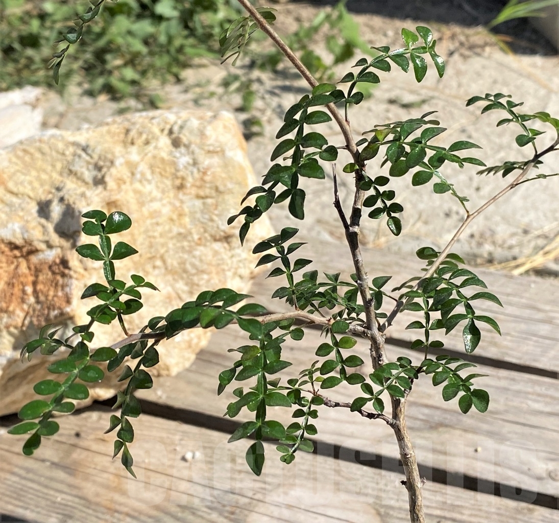 SHPR13885 Operculicarya decaryi