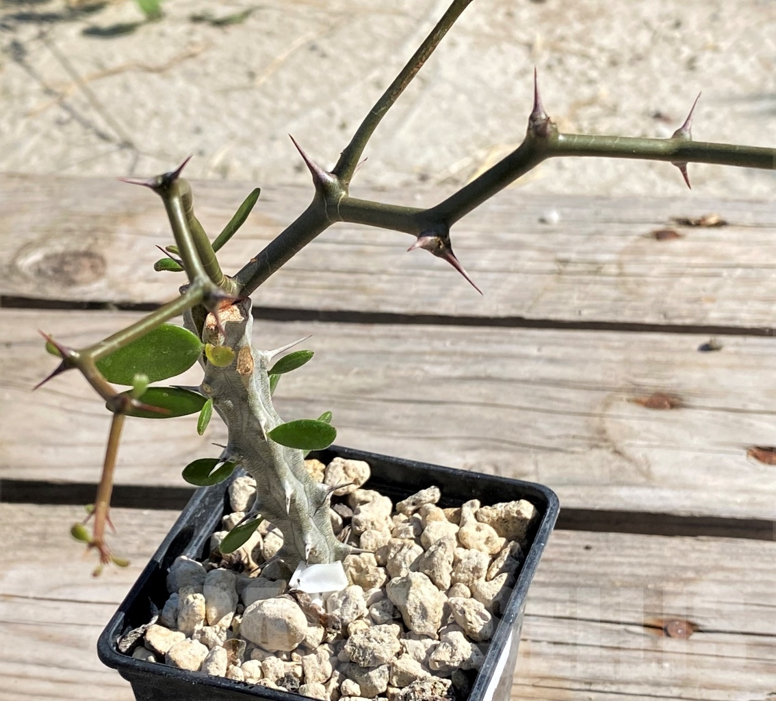 SHPR13887 Decarya madagascariensis, grafted - immagine 2