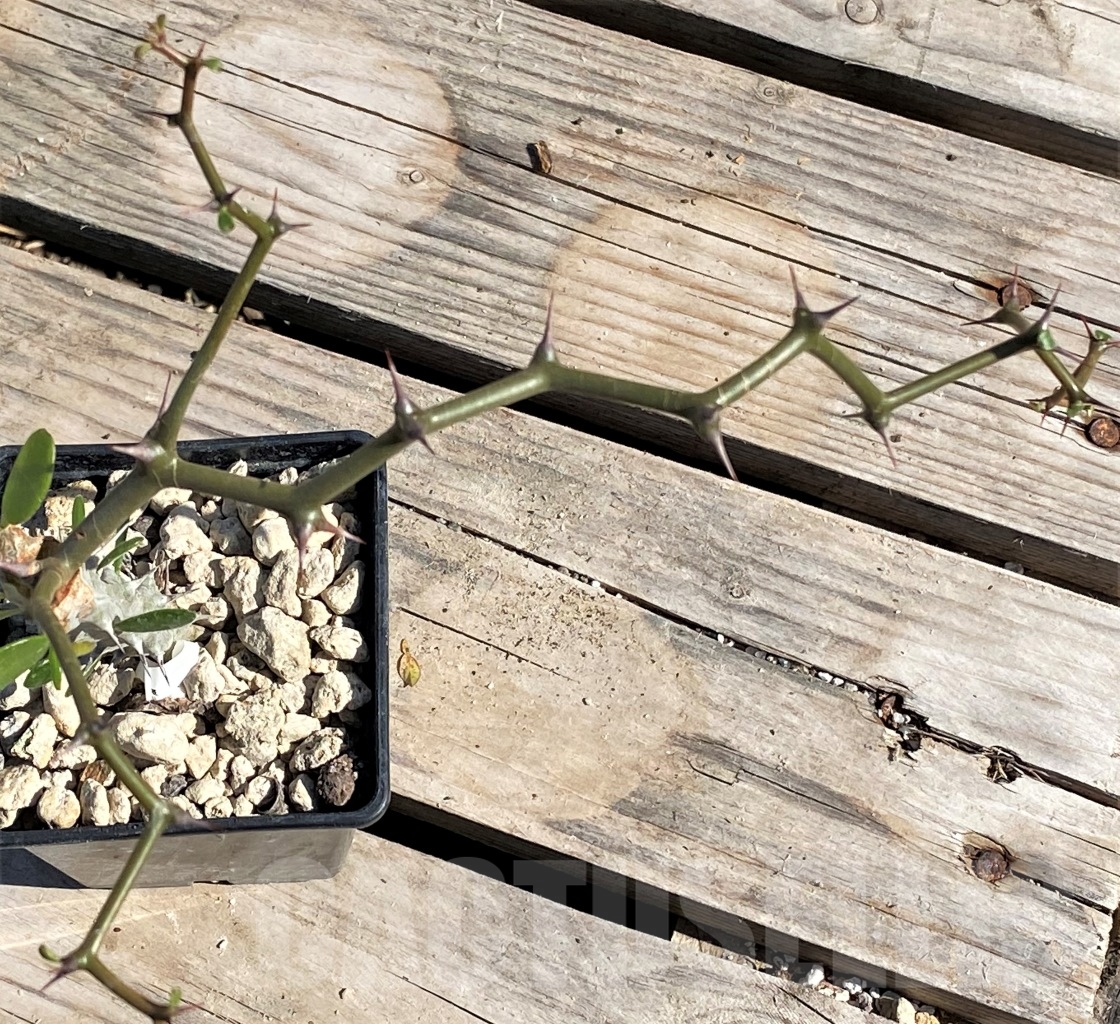 SHPR13887 Decarya madagascariensis, grafted - immagine 3