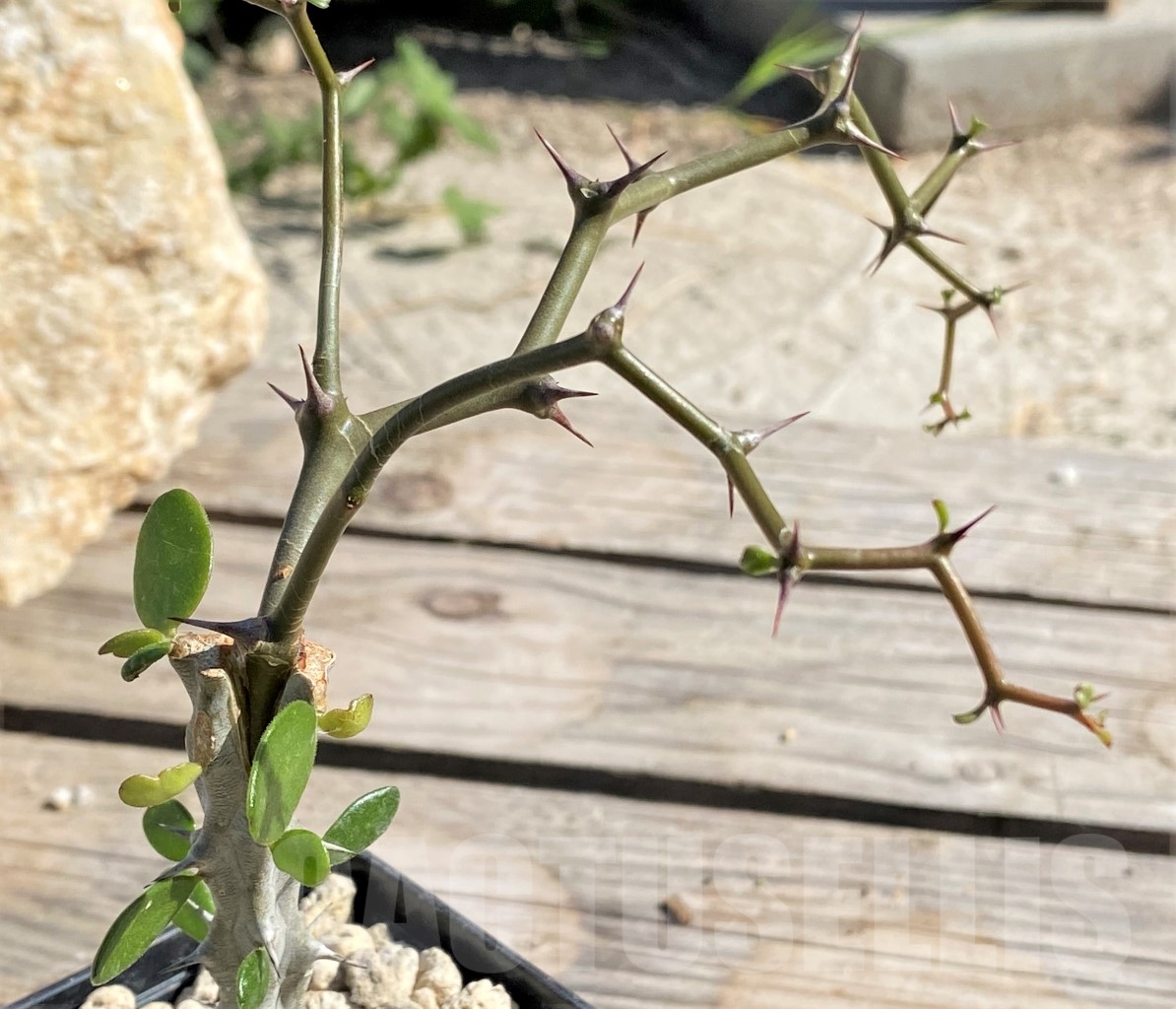 SHPR13887 Decarya madagascariensis, grafted