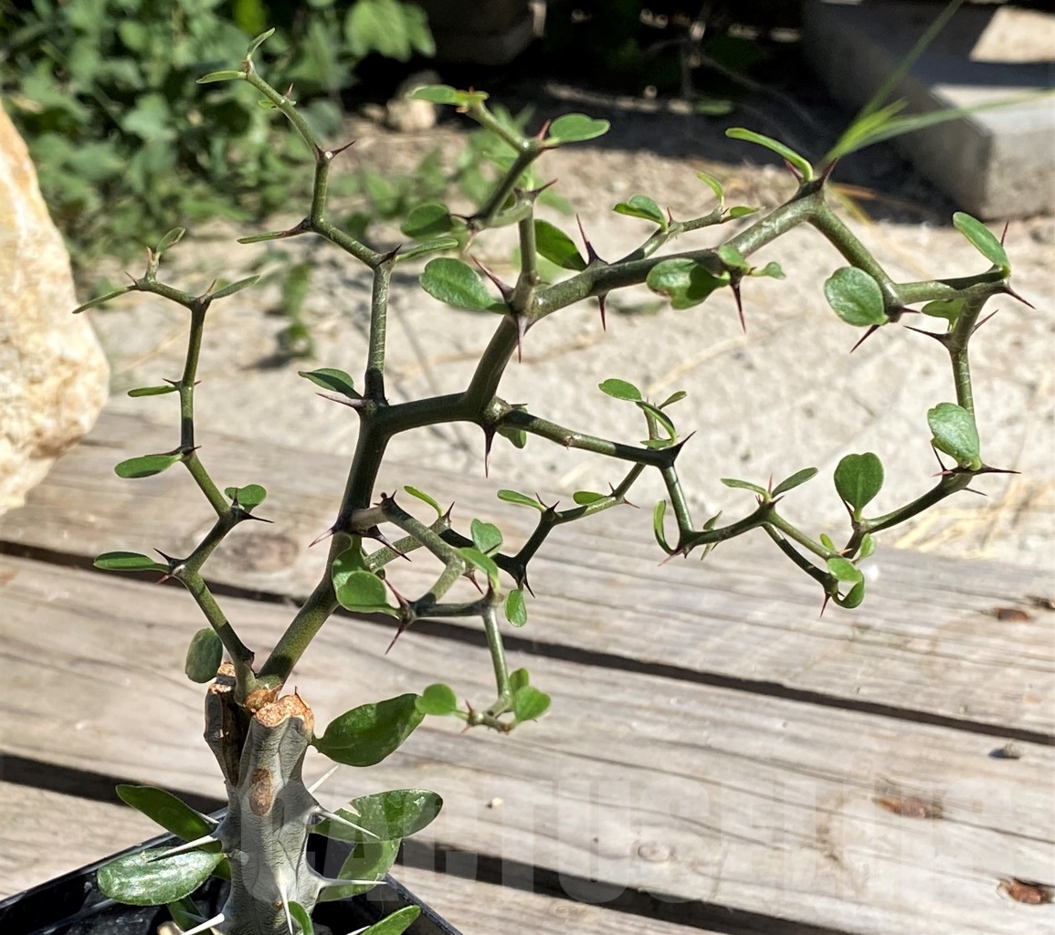 SHPR13891 Decarya madagascariensis, grafted - immagine 2