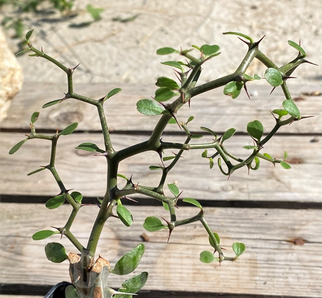 SHPR13891 Decarya madagascariensis, grafted