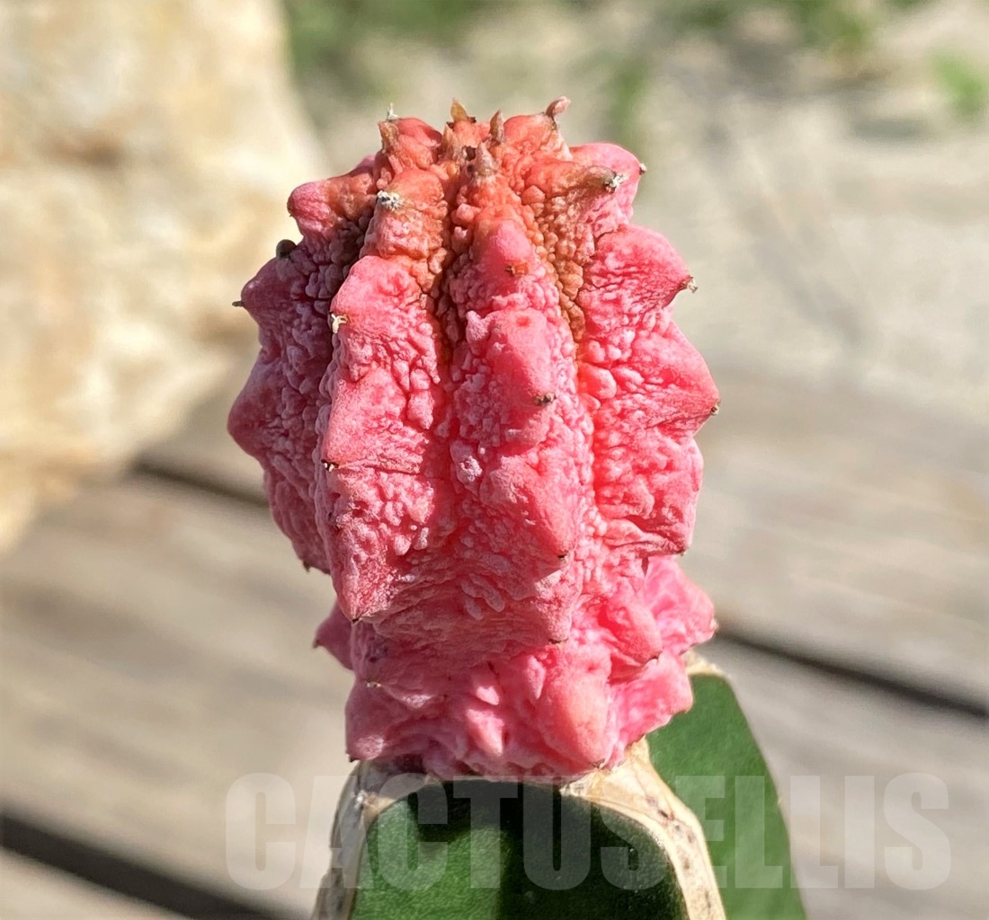 SHPR13893 Euphorbia abdelkuri 'Damask'