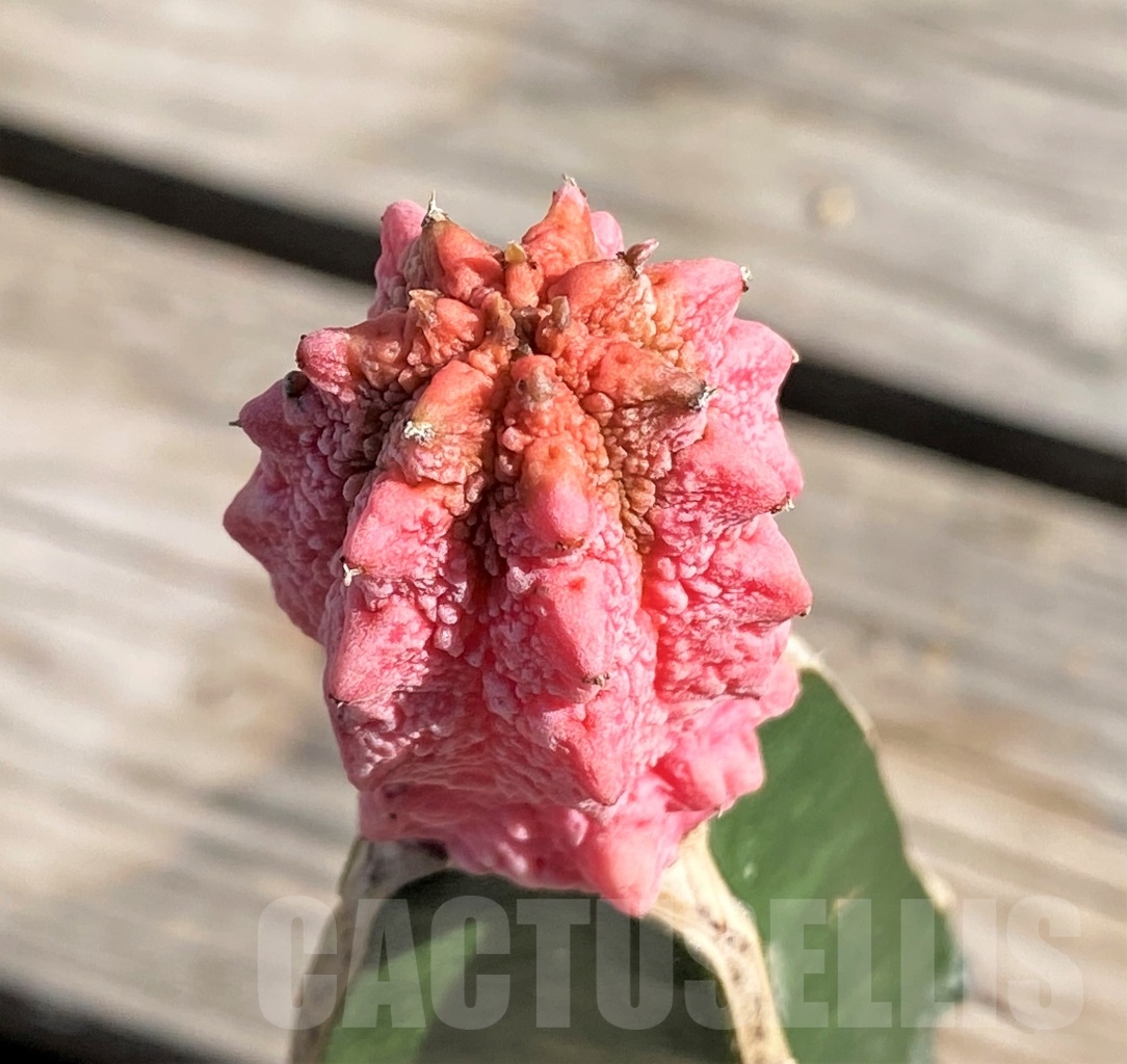 SHPR13893 Euphorbia abdelkuri 'Damask' - Image 2