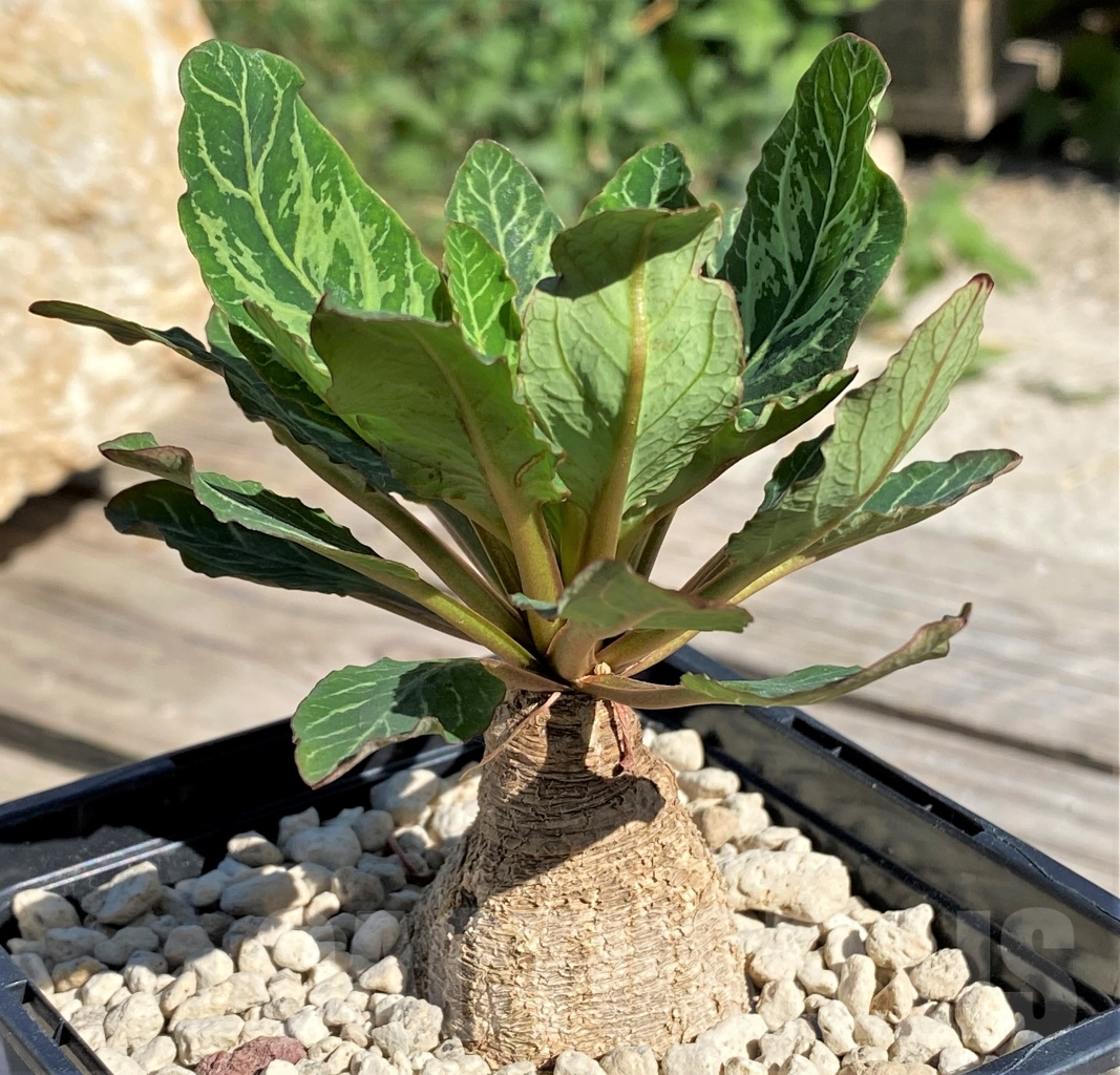 SHPR13897 Euphorbia spannringii Fish bone